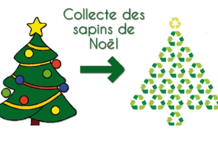 Collecte des sapins de noël